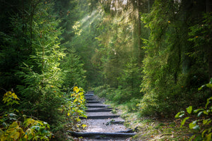 framedposter-print-a-path-between-firs