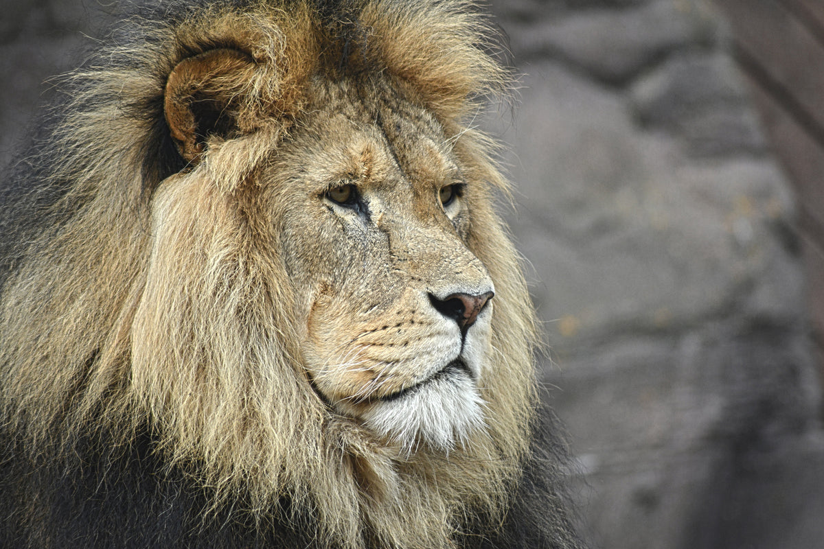 acrylic-print-lion-head-xl