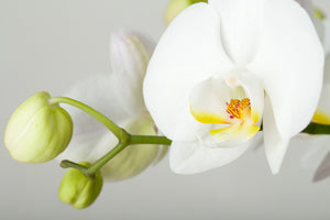 aluminium-print-giant-orchid
