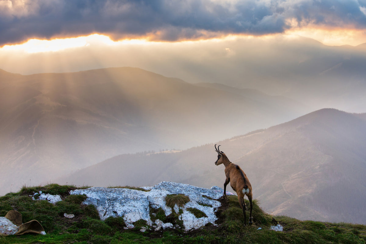 poster-print-chamois-in-piatra-craiului-romania