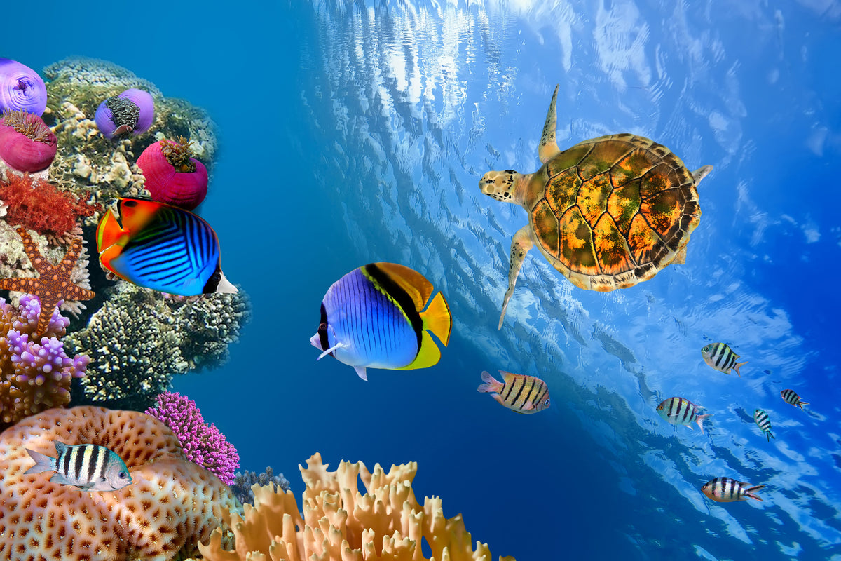 framedposter-print-fish-in-the-water