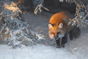 framedcanvas-print-red-fox-xxr