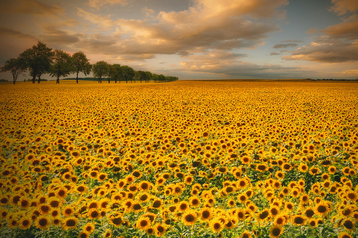 aluminium-print-sunflowers