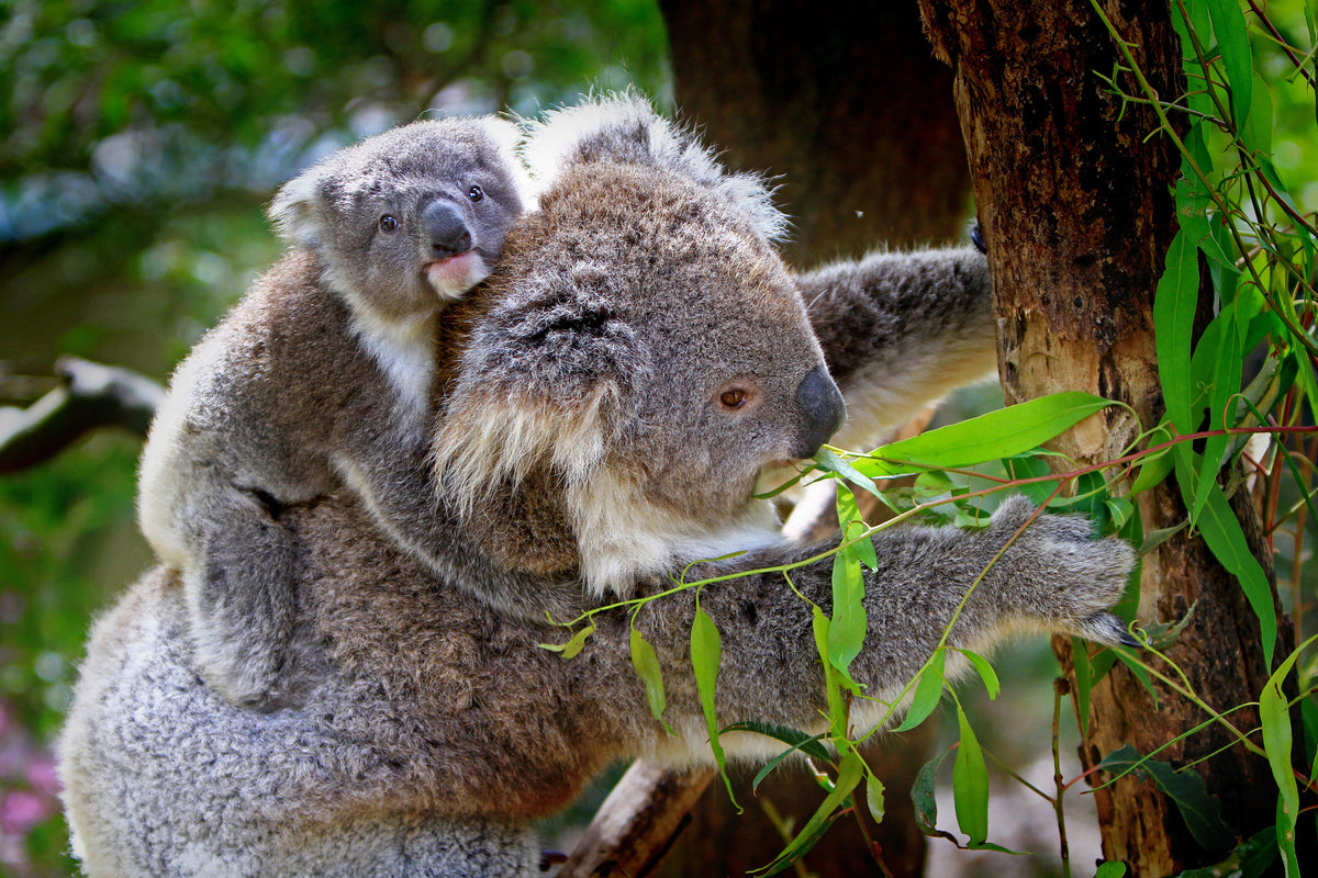 3-piece-canvas-print-mom-and-baby-koala
