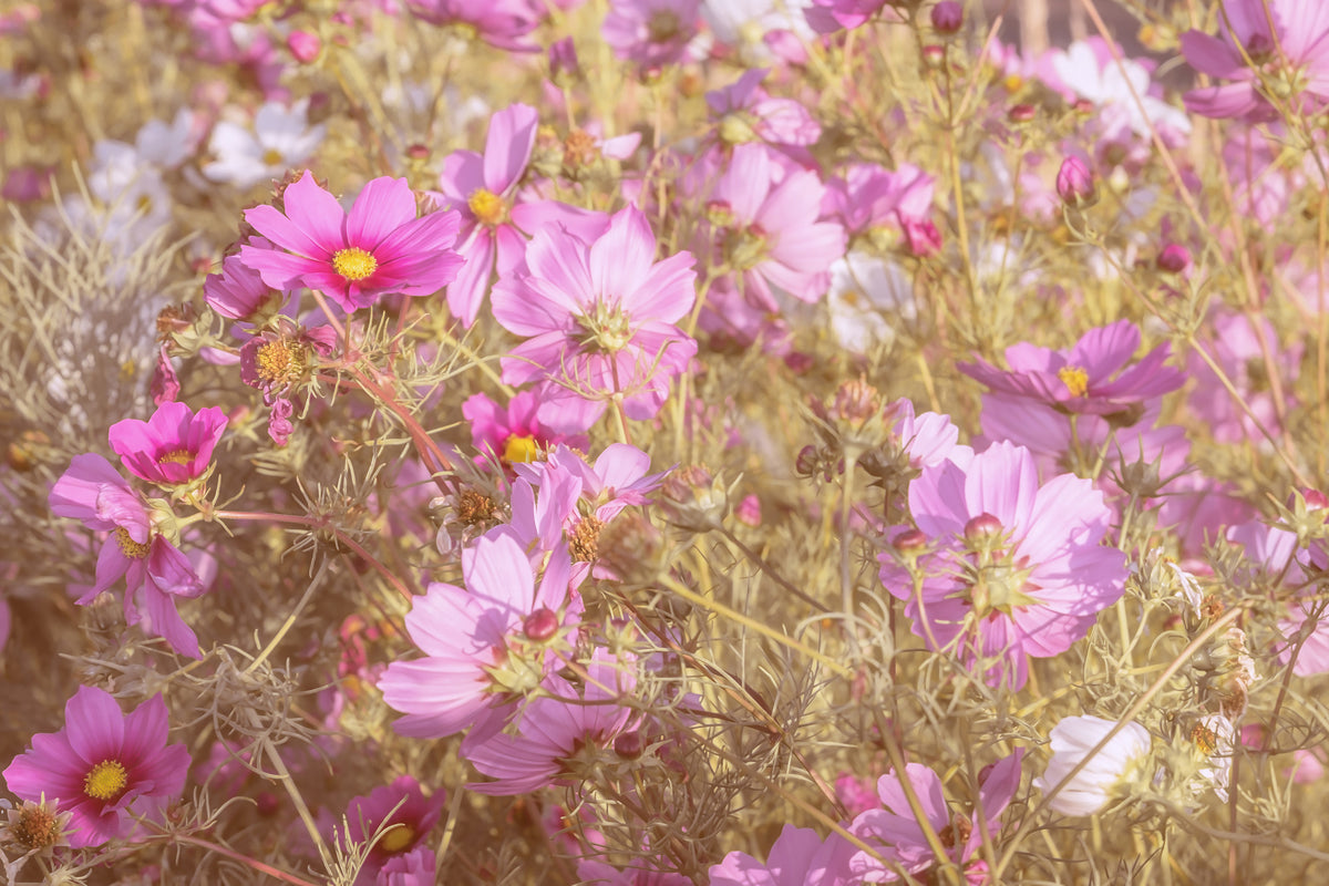 canvas-print-the-jewelry-basket-cosmea