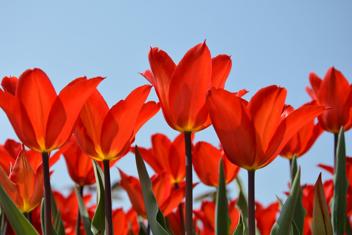 framedposter-print-red-tulips-xl