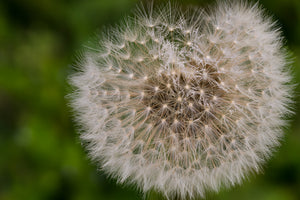 framedposter-print-the-dandelion-in-nature