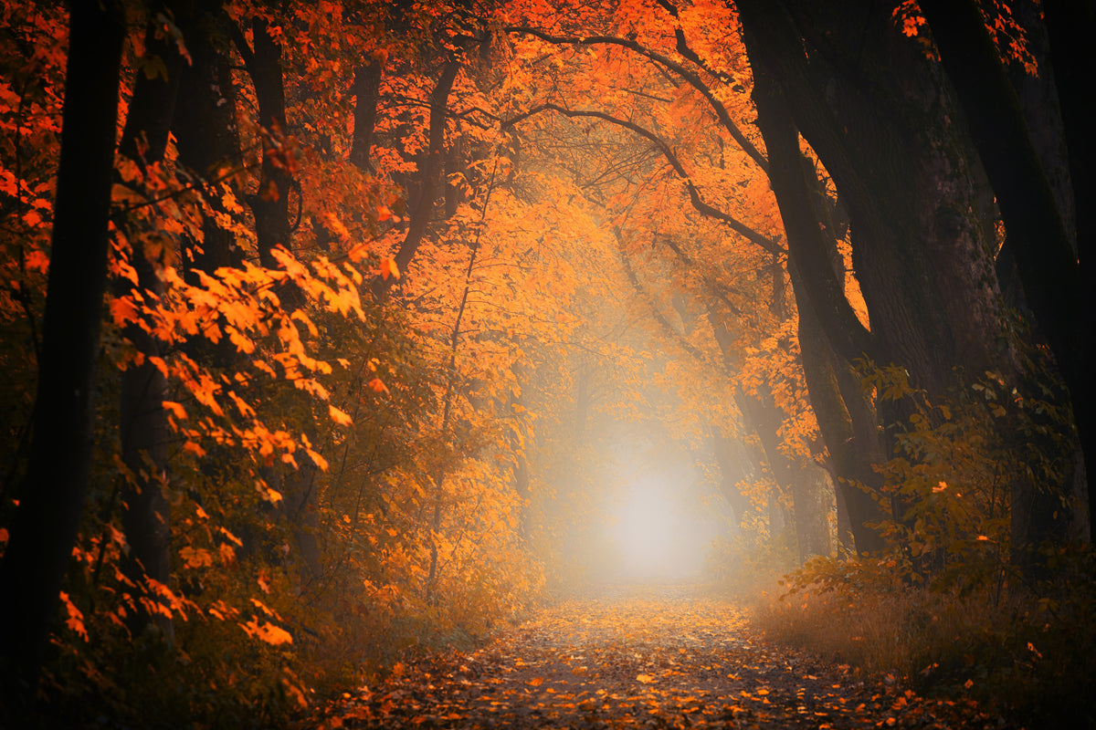 aluminium-print-autumn-light-in-the-forest
