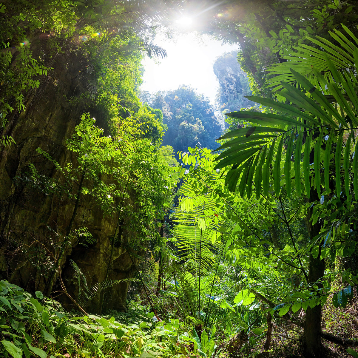 aluminium-print-clearing-in-the-jungle