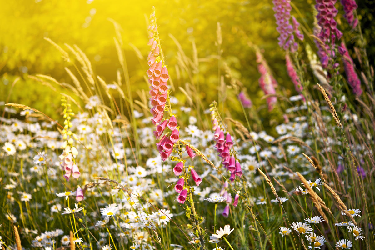 modern-3-piece-acrylic-print-summer-flower-meadow