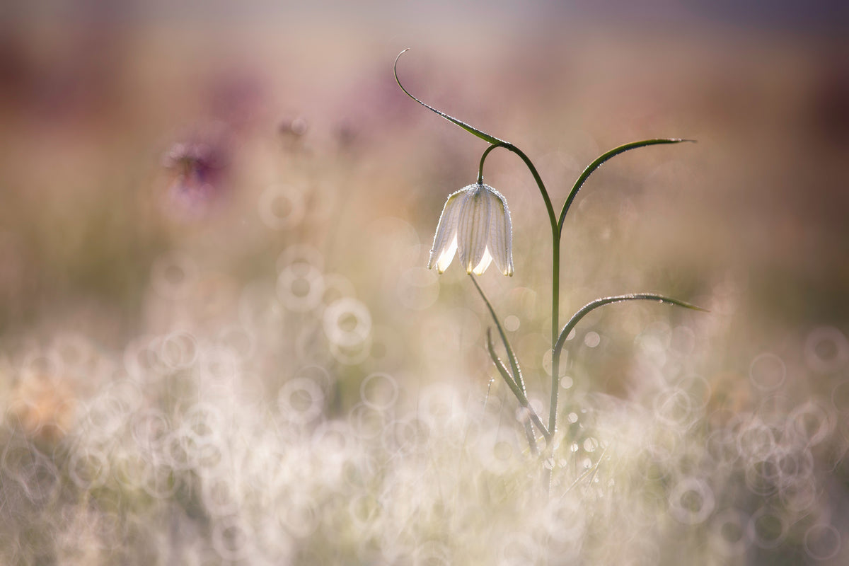 framedcanvas-print-albino-x