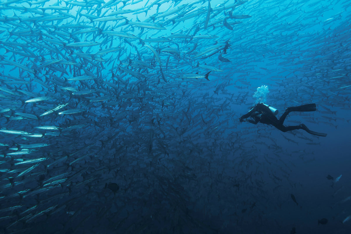 framedcanvas-print-in-a-fishschool-of-barracudas-x
