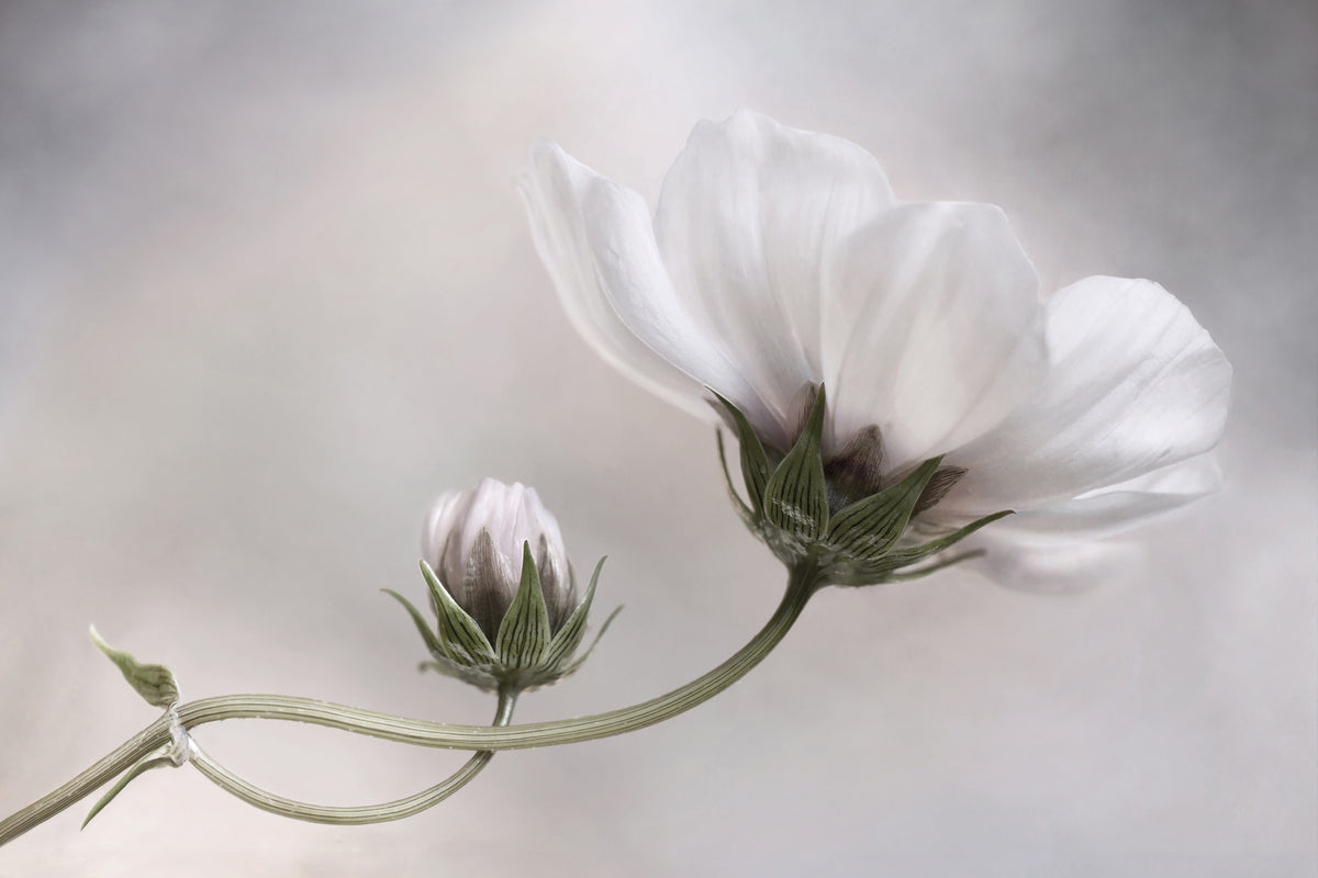 modern-3-piece-acrylic-print-simply-cosmos