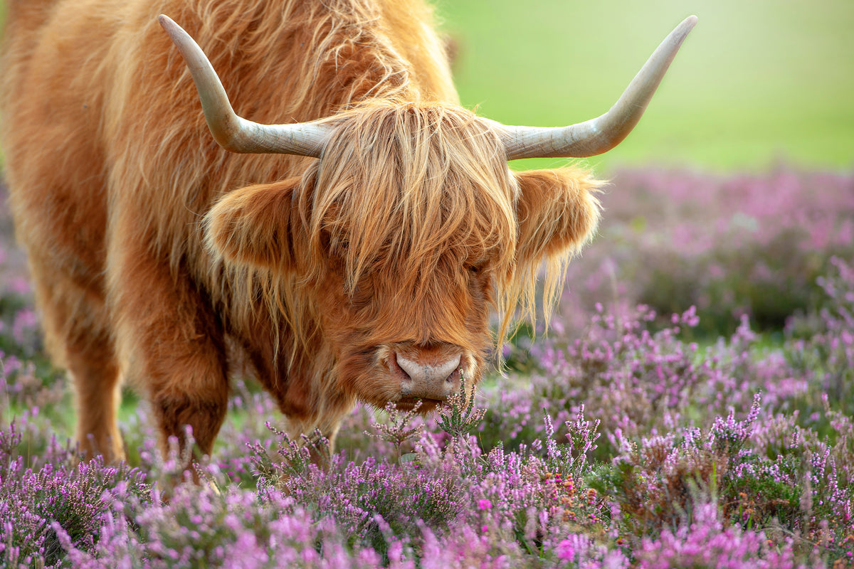 framedcanvas-print-highland-in-heather-x