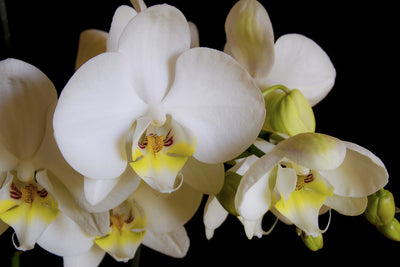 poster-print-white-orchids-in-bloom