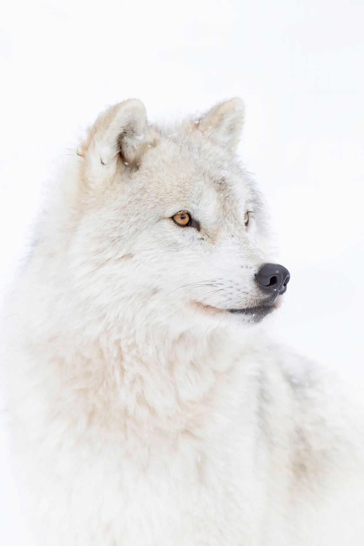 acrylic-print-portrait-of-an-arctic-wolf-x