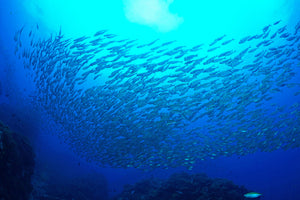 modern-3-piece-acrylic-print-fish-world