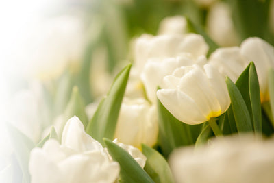 poster-print-tulips-perspective