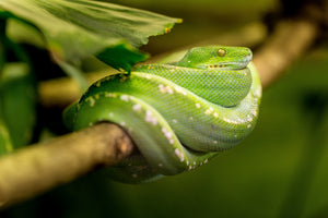 framedcanvas-print-green-snake