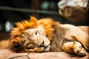 canvas-print-relaxed-lion
