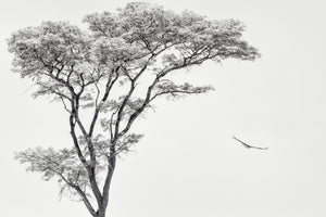 modern-3-piece-acrylic-print-the-african-eagle