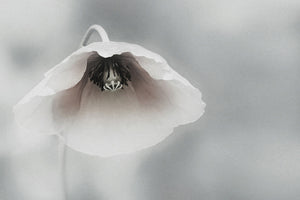 acrylic-print-ephemeral-beauty-ii