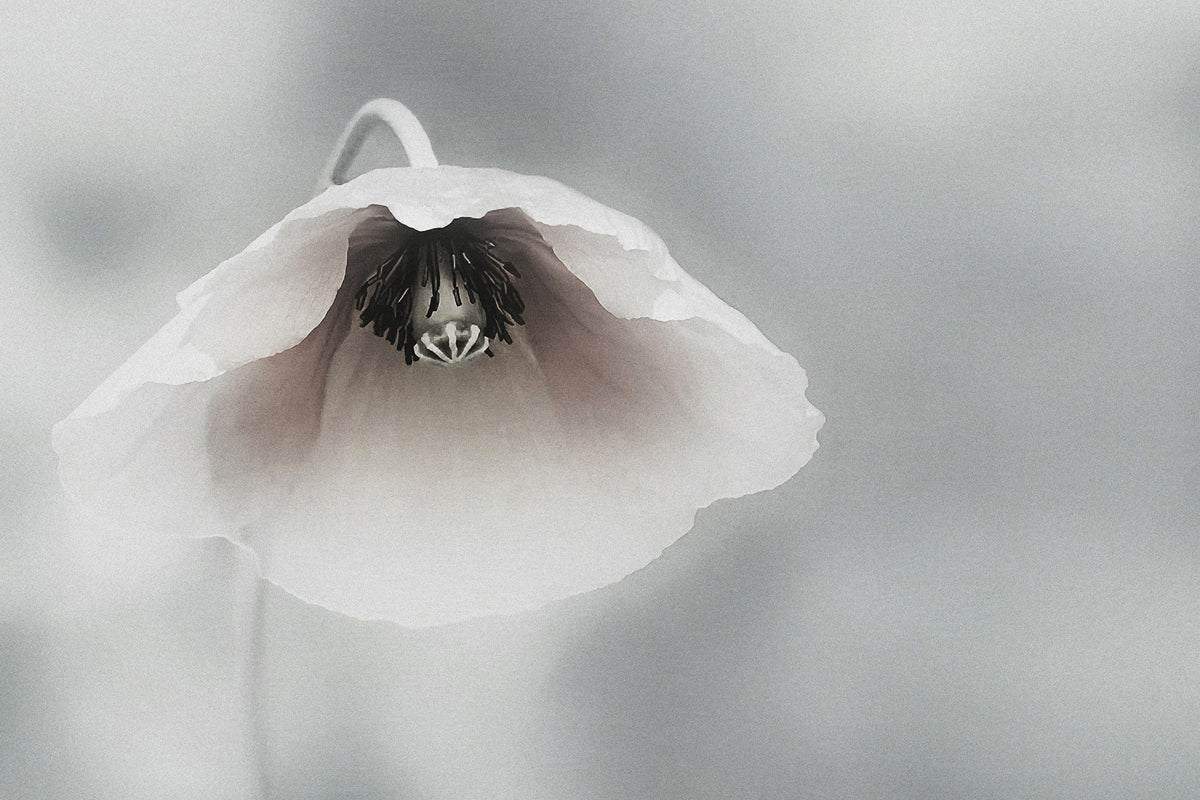 acrylic-print-ephemeral-beauty-ii