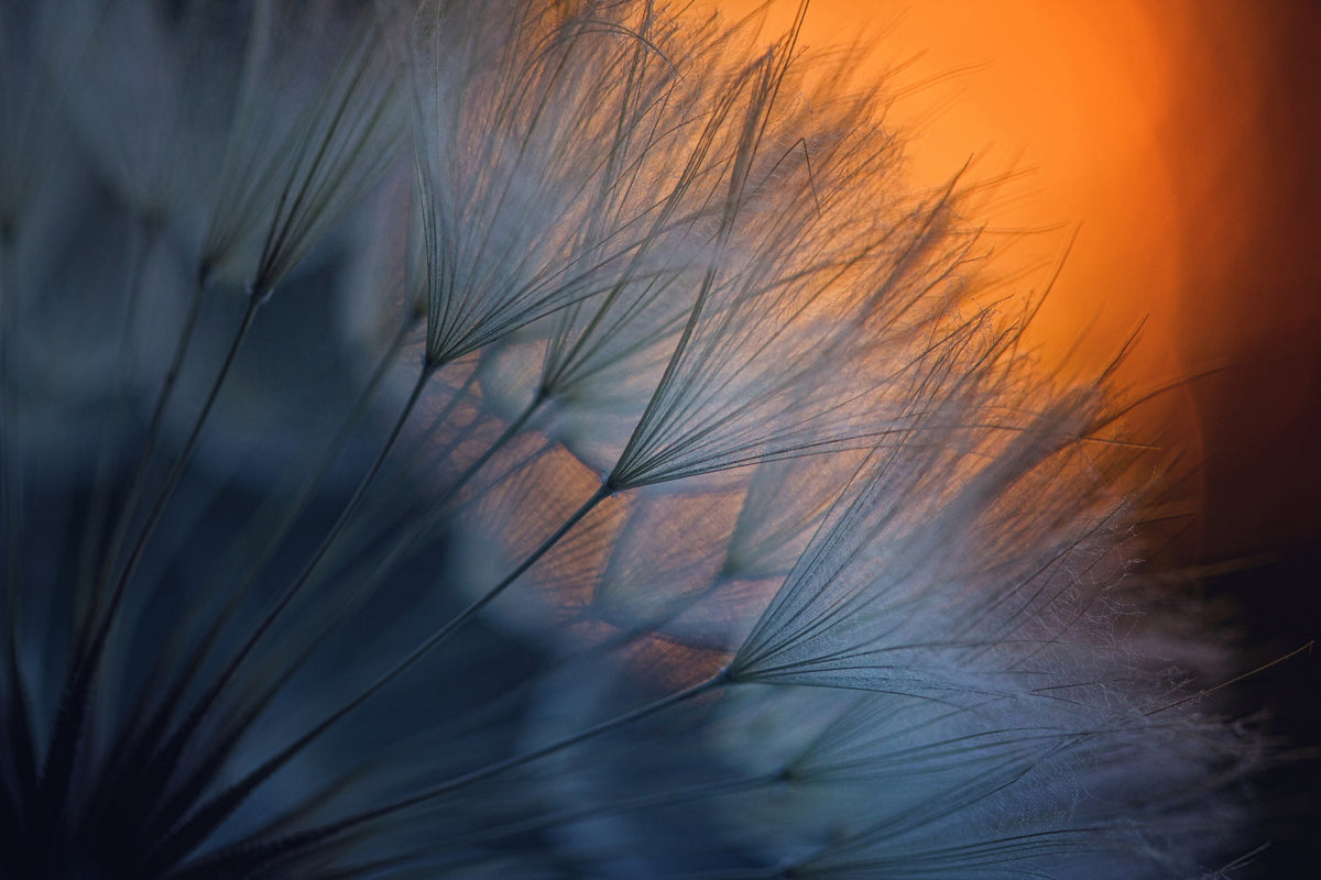 canvas-print-feathers-p