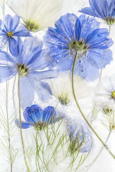 poster-print-cosmos-blue
