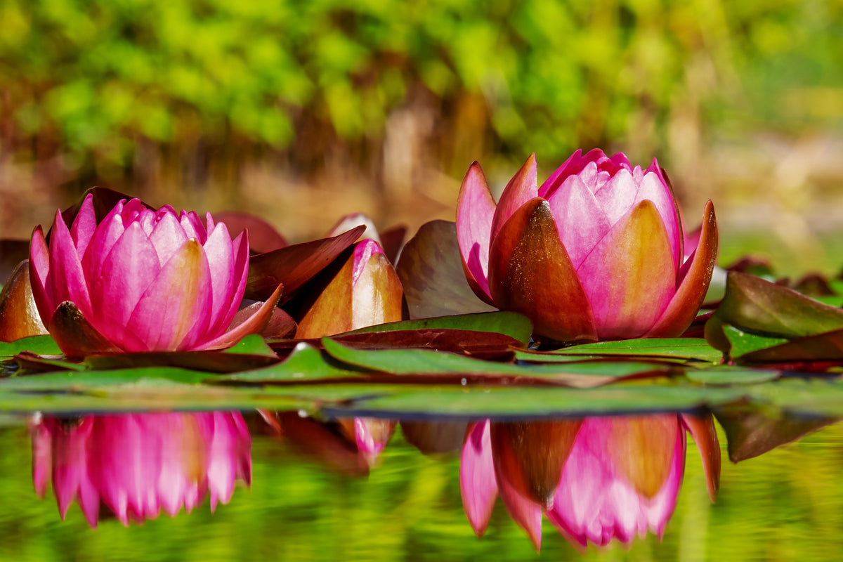 canvas-print-red-water-lily-trio