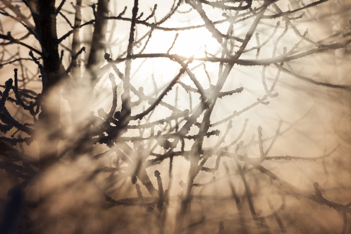 poster-print-branches-in-fog-light