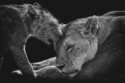 poster-print-lion-family-x