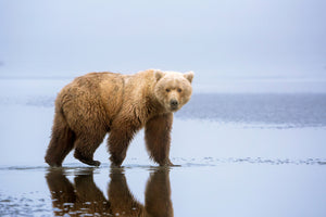 canvas-print-the-bear-walk-x