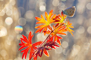 framedcanvas-print-september-moments-x