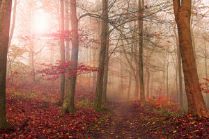 aluminium-print-forest-scene-x