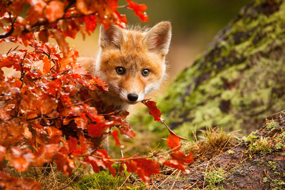 framedposter-print-fox-x