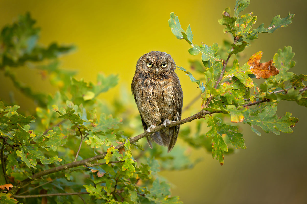 poster-print-eurasian-scops-owl-x