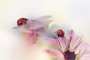 canvas-print-last-days-of-summer-x