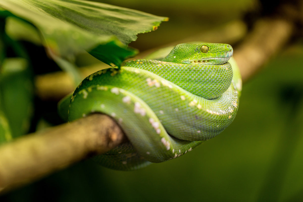 framedposter-print-green-snake