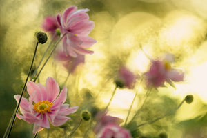 aluminium-print-dance-of-the-flowers-x