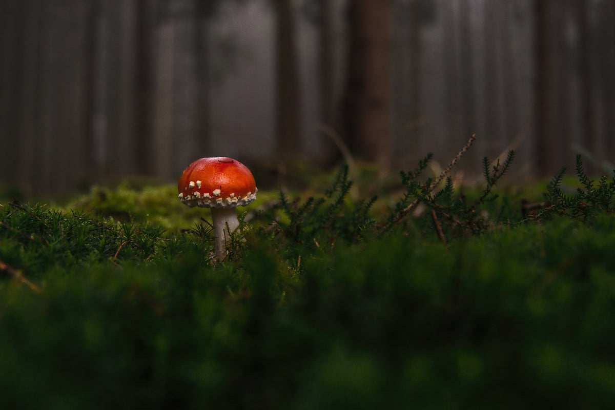 aluminium-print-a-mushroom-in-the-forest