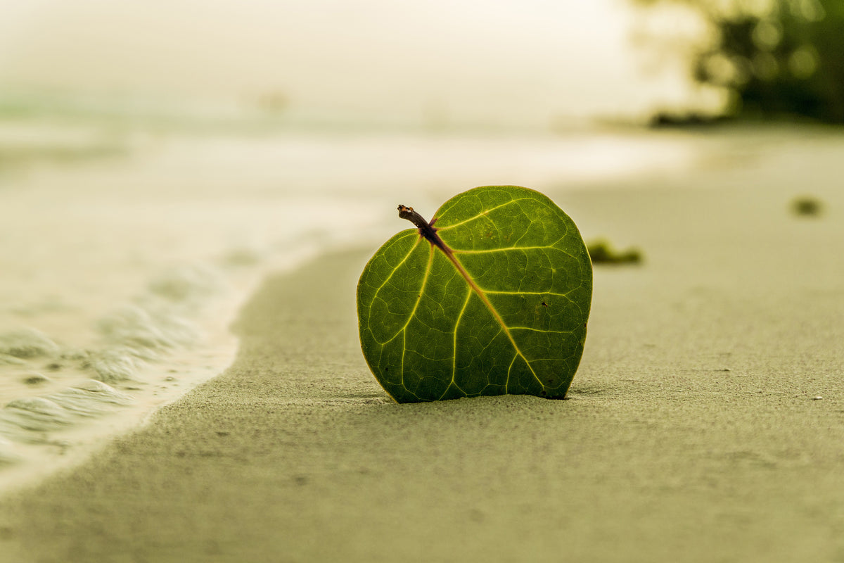 acrylic-print-beach-leaf