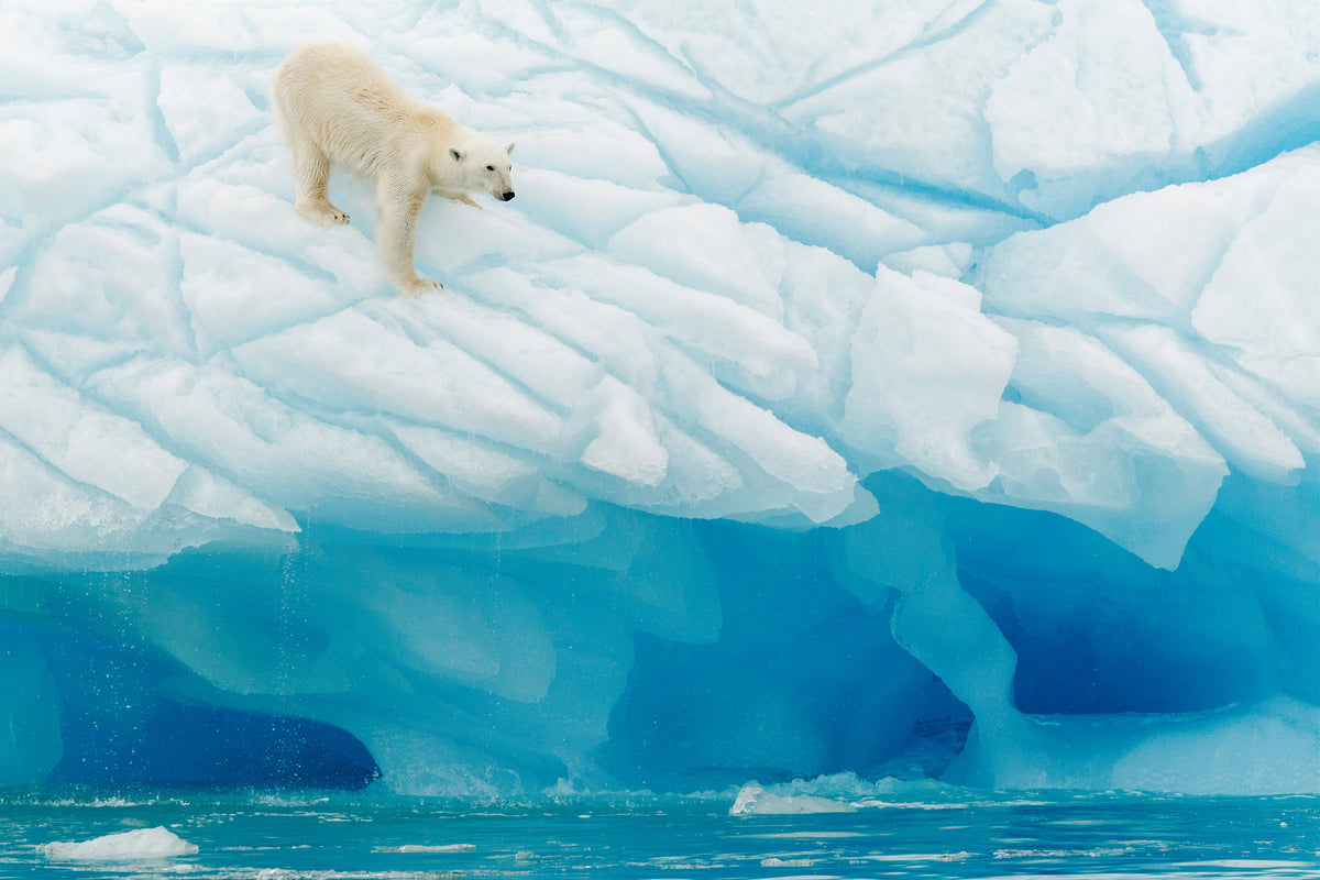 poster-print-polar-bear