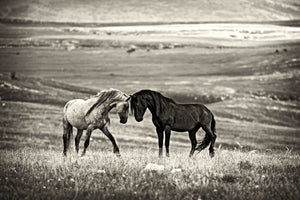 canvas-print-close-encounter-x