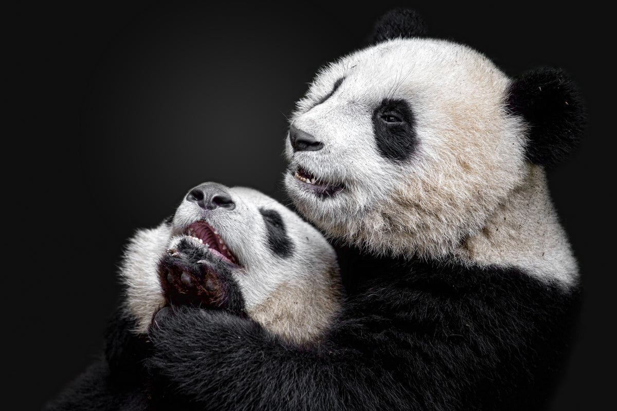 poster-print-pandas-x