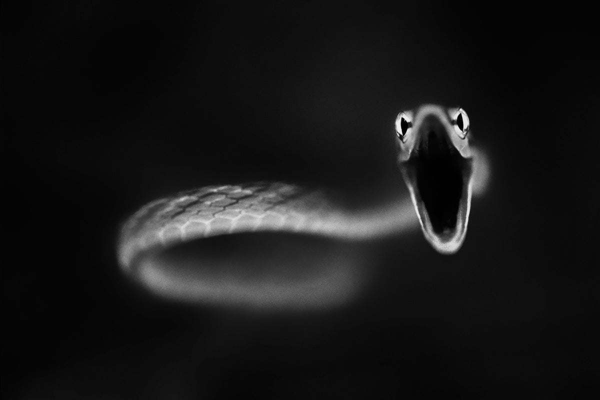 framedposter-print-vine-snake-strike