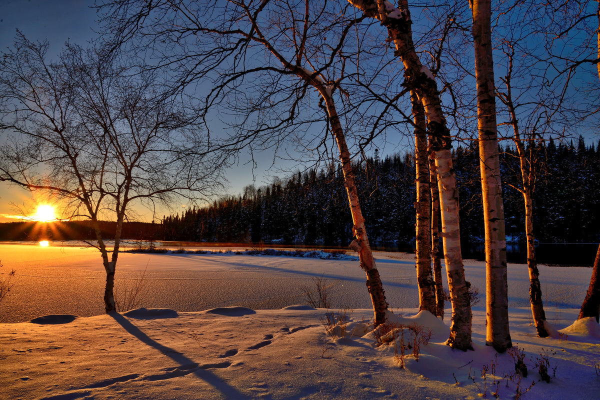 acrylic-print-birches-in-the-sunset