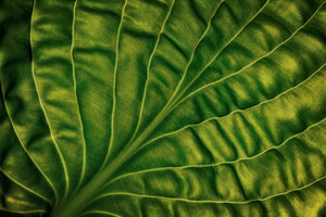 modern-3-piece-canvas-print-leaf-of-a-hosta