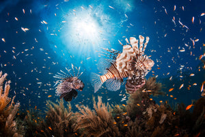 3-piece-canvas-print-lionfish-ii