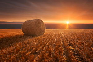 canvas-print-gold-harvest-x